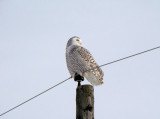 Snowy Owl