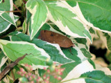 Large Yellow Underwing (Noctua pronuba) Hodges #11003.1