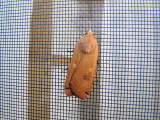 Large Yellow Underwing (Noctua pronuba) Hodges #11003.1
