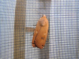 Large Yellow Underwing (Noctua pronuba) <br>Hodges #11003.1