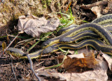 Garter Snakes during mating season