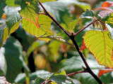 Praying Mantis (<i>Mantis religiosa</i>)