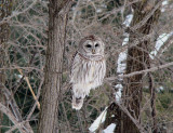 Barred Owl