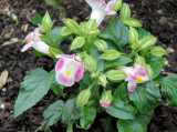 Wishbone Flower (Torenia fournieri)