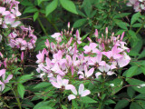 Cleome