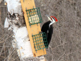 Pileated Woodpecker