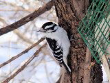 Downy Woodpecker, female