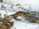 Horned Lark