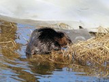 Beaver  (<i>Castor canadensis</i>)