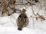 Ruffed Grouse