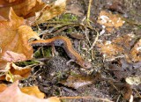 Eastern Redback Salamander (<i>Plethodon cinereus</i>)