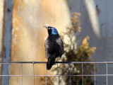 Common Grackle