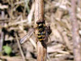 Hover Fly (Syrphid sp.)