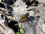 Narrow-headed Sun Fly (Helophilus fasciatus)
