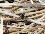 Bee fly (Bombylius sp.)