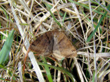 Forage Looper (Caenurgina erechtea) <br>Hodges #8739