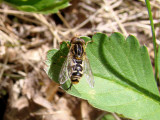 Hover Fly (Lejops sp.)