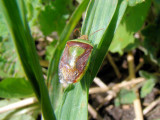 Stinkbug (Pentatomid sp.)