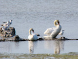 Mute Swan (Cygnus olor)