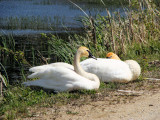 Trumpeter Swans (Cygnus buccinator)