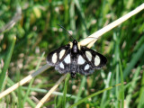Eight-spotted Forester (Alypia octomaculata) <br>Hodges #9314