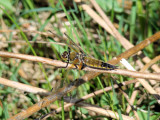 Four-spotted Skimmer