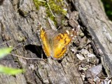 American Lady (Vanessa virginiensis)