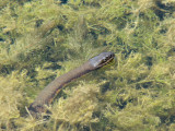 Northern Water Snake