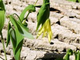 Bellwort (Uvularia perfoliata)