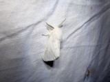 Virginian Tiger Moth (Spilosoma virginica) <br>Hodges #8137