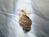 Lappet Moth (Phyllodesma americana) Hodges #7687