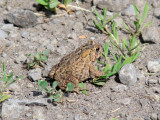 American Toad (<i>Bufo americanus)