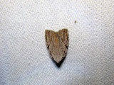 Three-lined Balsa (Balsa tristrigella)Hodges #9663