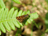 Arctic Skipper (Carterocephalus palaemon)