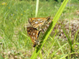 Arctic Skippers (Carterocephalus palaemon)