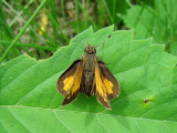 Hobomok Skipper (Poanes hobomok)