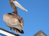 Pelican Angles at Morro Bay, California