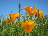 Flowers near Bodega Bay, California
