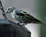 pine siskin La Pine, Oregon