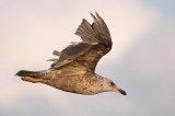 1st c. Herring Gull, Parrsboro