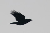 116-DSC_1669-Cuban Palm Crow.jpg