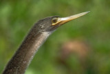 92-DSC00234-Anhinga.jpg