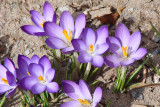 Crocuses DSC08605.jpg