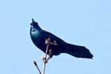 C. Grackle DSC_2939-Edit.jpg