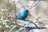 Indigo bunting, Granville Ferry  DSC_2995-1.jpg