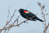 R-W. Blackbird DSC_3039-1.jpg