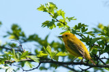 Yellow Warbler, Annapolis DSC_3542-1.jpg