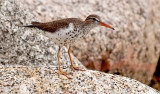 Spotted Sandpiper DSC_4960-1-2.jpg