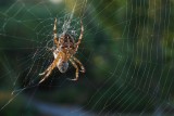 backyard spider