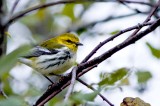 B-thr. Green warbler